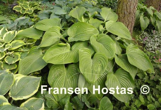 Hosta Elatior